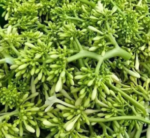 CÂY ĐU ĐỦ ĐỰC