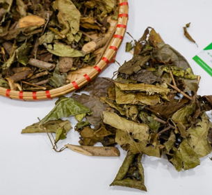 XẠ ĐEN