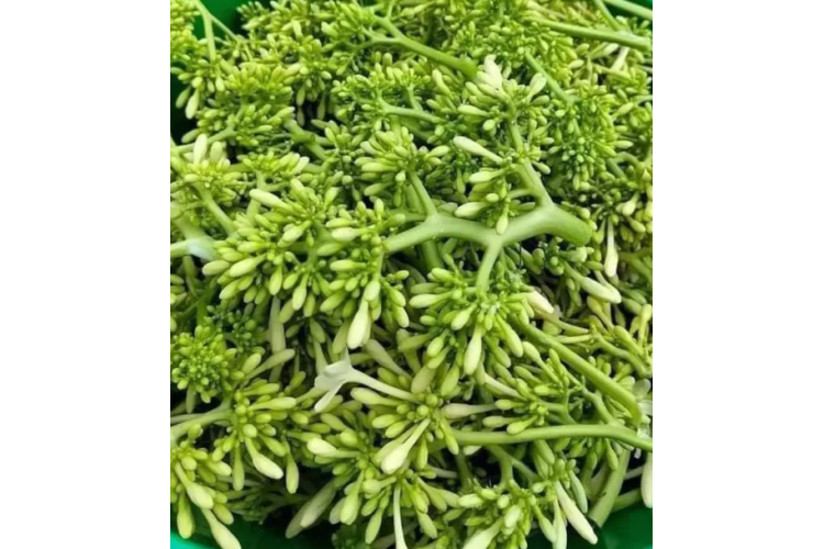 CÂY ĐU ĐỦ ĐỰC